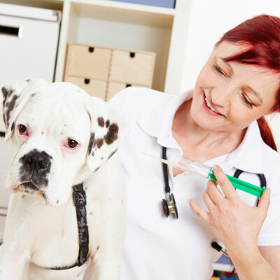 5 ways to prevent and treat worms in pets